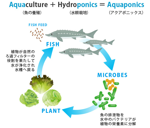 アクアポニックスの循環説明図