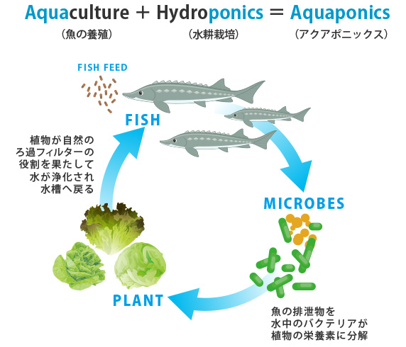 Aquaponics(アクアポニックス)の語源と、魚・バクテリア・植物を通して水を循環させる様子を表す図