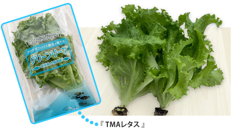 TMAレタス